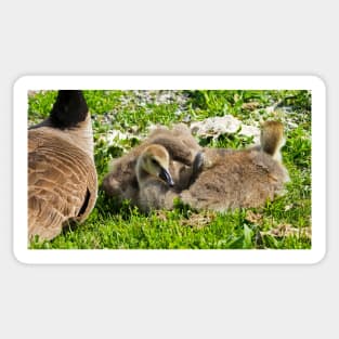 Canada Geese Goslings Resting On The Grass Sticker